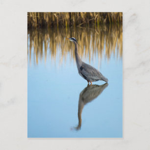 Great Blue Heron Postkarte