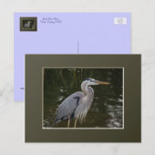Great Blue Heron Postkarte (Vorne/Hinten)