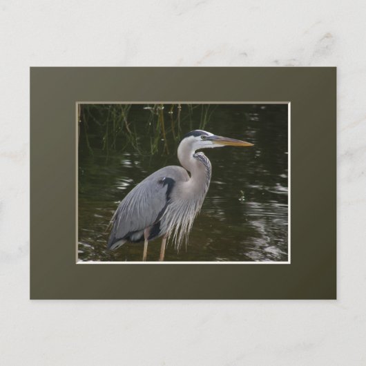 Great Blue Heron Postkarte (Vorderseite)