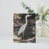 Great Blue Heron Postkarte (Stehend Vorderseite)