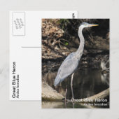Great Blue Heron Postkarte (Vorne/Hinten)