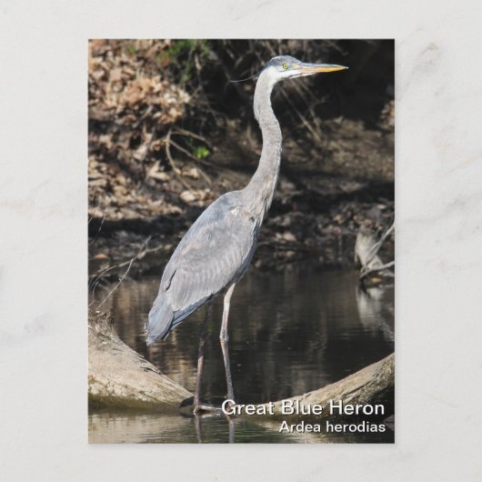 Great Blue Heron Postkarte (Vorderseite)