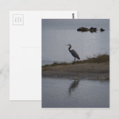 Great Blue Heron Postkarte (Vorne/Hinten)