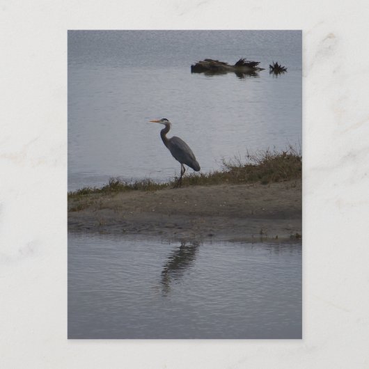 Great Blue Heron Postkarte (Vorderseite)