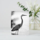 Great Blue Heron Postkarte (Stehend Vorderseite)