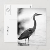 Great Blue Heron Postkarte (Vorne/Hinten)