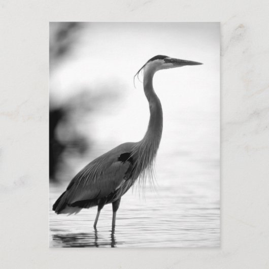 Great Blue Heron Postkarte (Vorderseite)