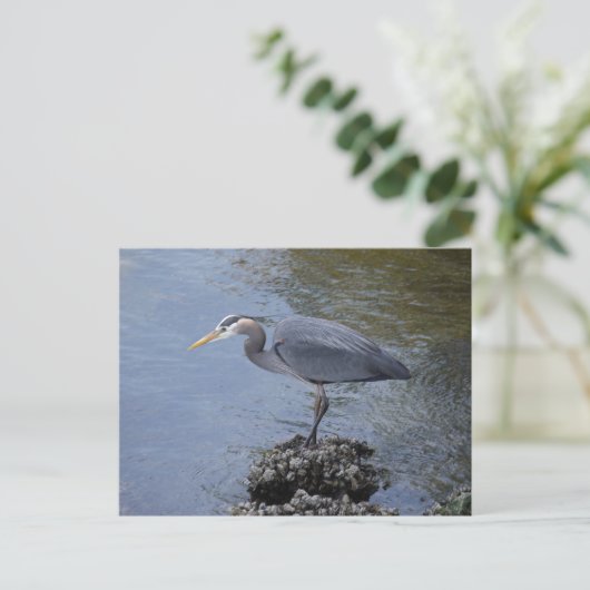 Great Blue Heron Postkarte (Stehend Vorderseite)