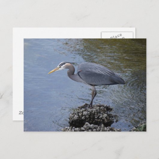 Great Blue Heron Postkarte (Vorne/Hinten)