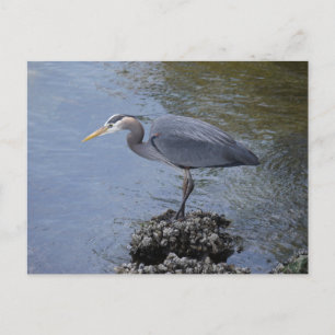 Great Blue Heron Postkarte