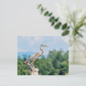 Great Blue Heron Postkarte (Stehend Vorderseite)