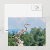Great Blue Heron Postkarte (Vorne/Hinten)