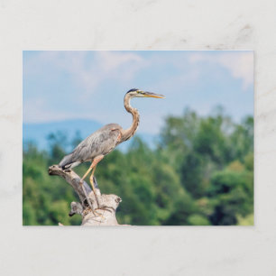 Great Blue Heron Postkarte