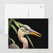 Great Blue Heron Postkarte (Vorne/Hinten)