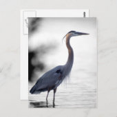 Great Blue Heron Postkarte (Vorne/Hinten)