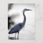 Great Blue Heron Postkarte (Vorderseite)
