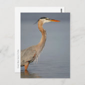 Great Blue Heron Profil Postcard Postkarte (Vorne/Hinten)