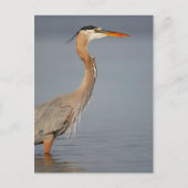Great Blue Heron Profil Postcard Postkarte (Vorderseite)