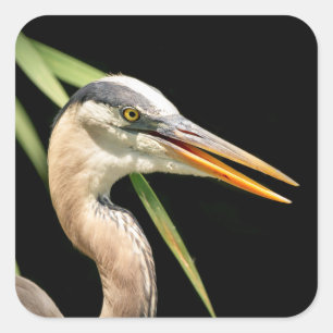 Great Blue Heron Quadratischer Aufkleber