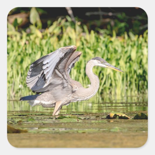 Great Blue Heron Quadratischer Aufkleber (Vorderseite)