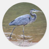 Great Blue Heron Runder Aufkleber (Vorderseite)