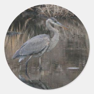 Great Blue Heron Runder Aufkleber