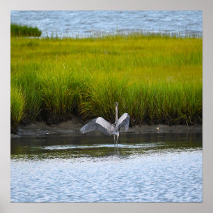 Great Blue Heron Spreading Wings Poster