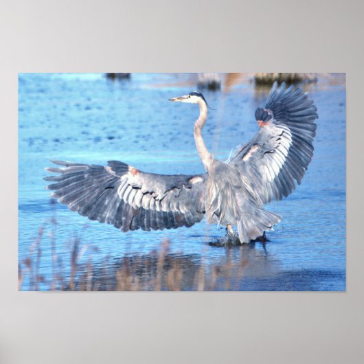 Great Blue Heron Spreading Wings Poster (Vorne)