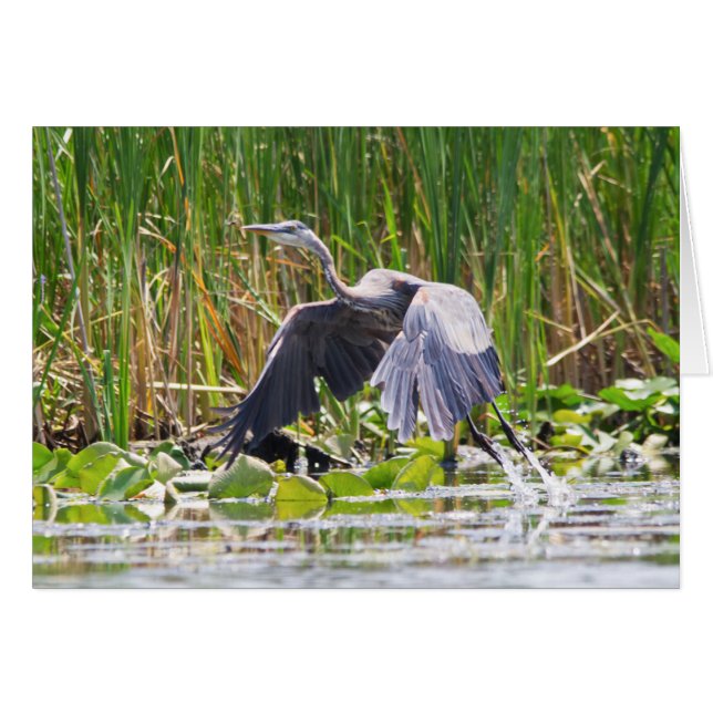 Great Blue Heron startet (Vorderseite (Horizontal))