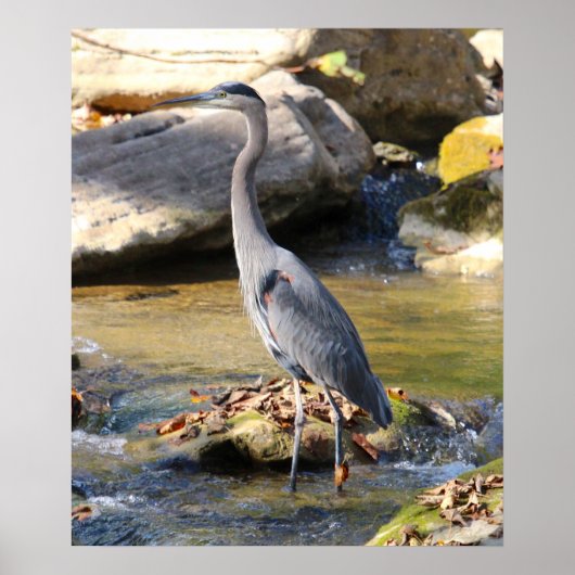 Great Blue Heron stehend in Bachsbucht Foto Poster (Vorne)