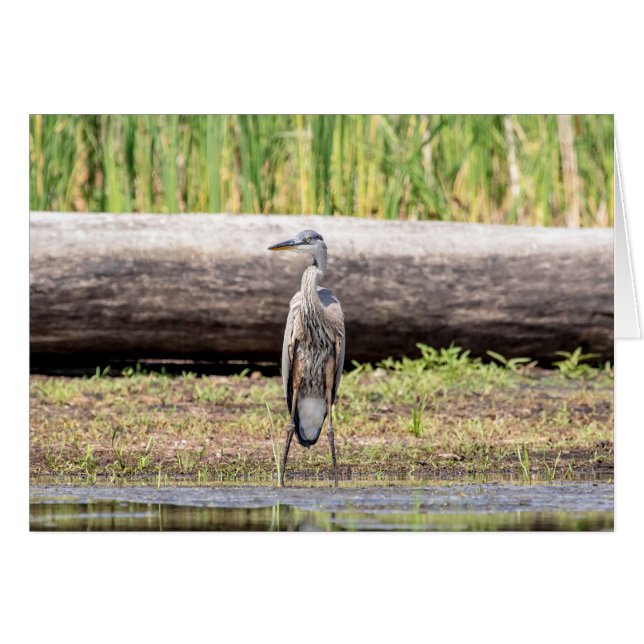 Great Blue Heron stehend in Lake Champlain (Vorderseite (Horizontal))