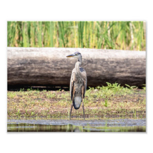Great Blue Heron stehend in Lake Champlain Fotodruck