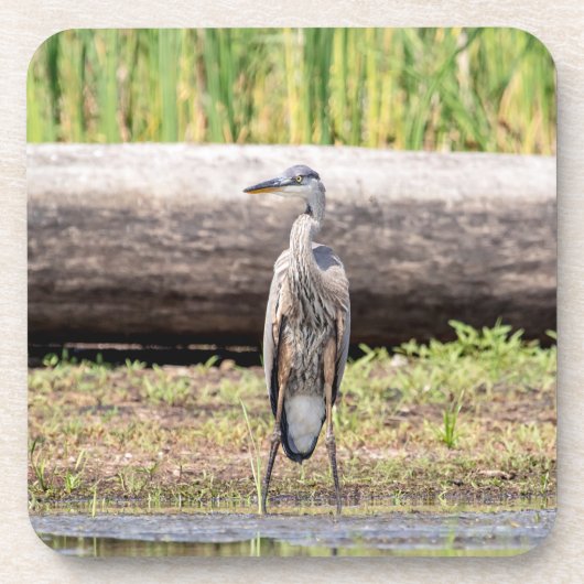 Great Blue Heron stehend in Lake Champlain Getränkeuntersetzer (Vorderseite)