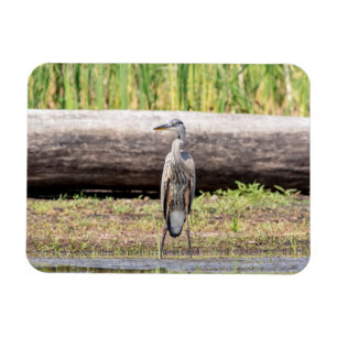 Great Blue Heron stehend in Lake Champlain Magnet