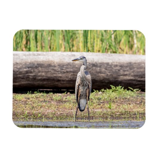 Great Blue Heron stehend in Lake Champlain Magnet (Horizontal)