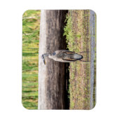 Great Blue Heron stehend in Lake Champlain Magnet (Vertikal)