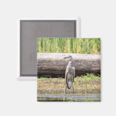 Great Blue Heron stehend in Lake Champlain Magnet (Vorderseite/Rückseite)