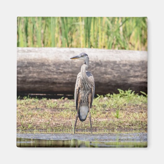 Great Blue Heron stehend in Lake Champlain Magnet (Vorne)