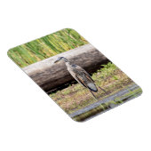 Great Blue Heron stehend in Lake Champlain Magnet (Rechte Seite)