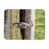 Great Blue Heron stehend in Lake Champlain Magnet (Horizontal)