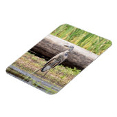 Great Blue Heron stehend in Lake Champlain Magnet (Linke Seite)