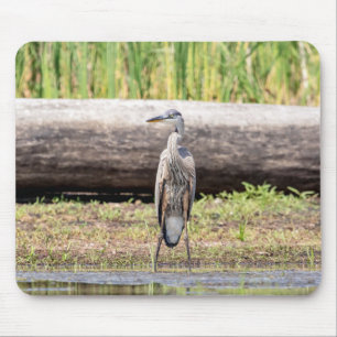 Great Blue Heron stehend in Lake Champlain Mousepad