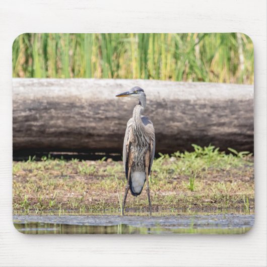 Great Blue Heron stehend in Lake Champlain Mousepad (Vorne)