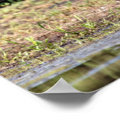 Great Blue Heron stehend in Lake Champlain Poster (Ecke)