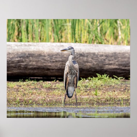 Great Blue Heron stehend in Lake Champlain Poster (Vorne)