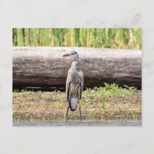 Great Blue Heron stehend in Lake Champlain Postkarte