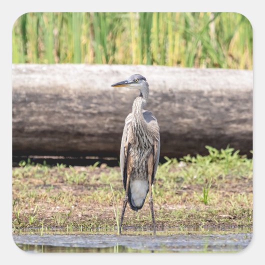 Great Blue Heron stehend in Lake Champlain Quadratischer Aufkleber (Vorderseite)