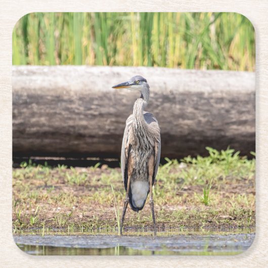 Great Blue Heron stehend in Lake Champlain Rechteckiger Pappuntersetzer (Vorderseite)