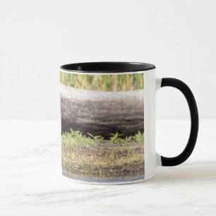 Great Blue Heron stehend in Lake Champlain Tasse