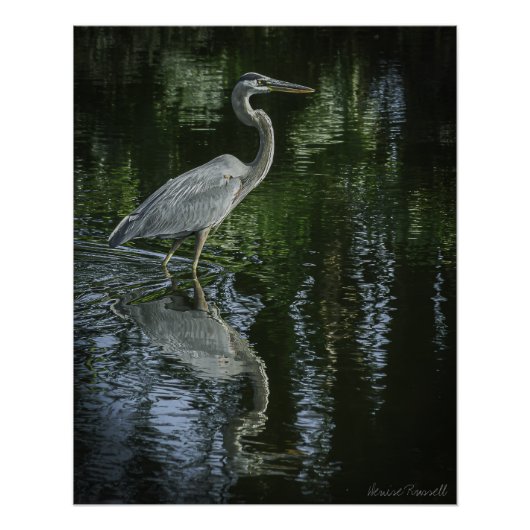 "Great Blue Heron" Stretched Canvas Print Poster (Vorderseite)